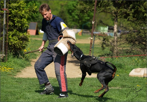 Dogs in training 5/2008